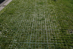 above, bright, day, direct sunlight, England, grass, London, pavement, spring, sunny, The United Kingdom