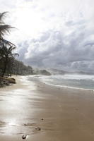 Barbados, beach, coconut palm, Cocos nucifera, day, eye level view, natural light, palm, seascape, spring