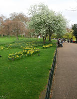 day, England, eye level view, flower, grass, London, park, spring, The United Kingdom, tree