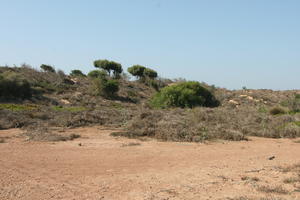 autumn, bush, day, desert, direct sunlight, Essaouira, eye level view, Morocco, natural light, sunlight, sunny, sunshine, vegetation