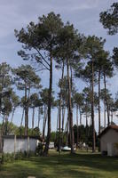 Aquitaine, Biarritz, camp site, day, eye level view, France, pine, spring, sunlight, sunny, sunshine, tree