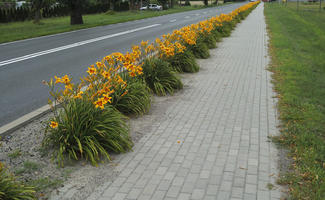 day, diffuse, diffused light, eye level view, flower, natural light, pavement, Poland, summer, Wielkopolskie