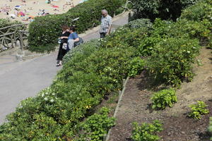 Aquitaine, Biarritz, bush, day, elevated, France, garden, plant, spring, sunlight, sunny, sunshine