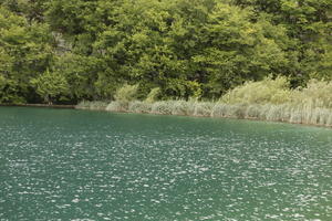 Croatia, day, diffuse, diffused light, eye level view, Karlovacka, lake, natural light, reed, summer