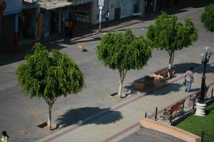 building, day, elevated, Ica, lamppost, natural light, Nazca, Peru, street, tree, vegetation