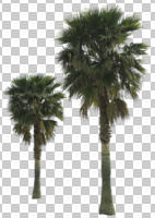 cutout, cutout plants, cutout trees, day, evergreen, eye level view, Mexican fan palm, natural light, palm, plant, spring, sub-tropical, sunny, tree, tropical, Washingtonia robusta