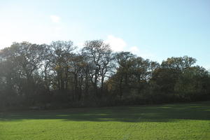 autumn, broad-leaf tree, broad-leaved tree, day, deciduous, England, eye level view, grass, London, park, sunny, The United Kingdom, tree, treeline