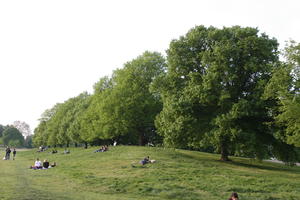 broad-leaf tree, broad-leaved tree, day, deciduous, England, eye level view, grass, group, London, park, people, picnicking, sitting, spring, sunny, The United Kingdom, tree