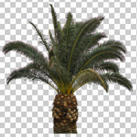 ambient light, Canary island date palm, cloudy, cutout, cutout plants, cutout trees, day, diffuse, diffused light, evergreen, eye level view, overcast, palm, Phoenix canariensis, tree, tropical, winter, young