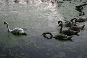 bird, day, dusk, elevated, Poland, pond, swan, Wielkopolskie