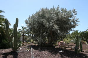 cactus, Canarias, day, direct sunlight, evergreen, eye level view, garden, Las Palmas, Spain, spring, succulent plant, sunny