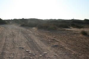 autumn, bush, day, desert, direct sunlight, Essaouira, eye level view, Morocco, natural light, sunlight, sunny, sunshine, vegetation