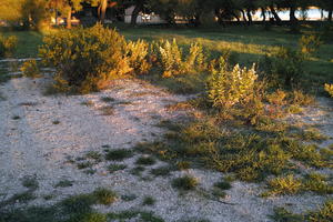 autumn, bush, day, eye level view, garden, greenery, plant, shrub, sunlight, sunny, sunset, sunshine, vegetation