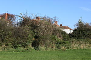 bush, day, England, eye level view, grass, London, natural light, park, sunny, The United Kingdom