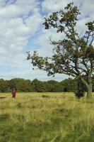 autumn, bright, day, England, eye level view, grass, London, park, The United Kingdom, tree, vegetation