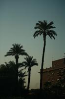 below, dusk, East Timor, Egypt, Egypt, palm, tree