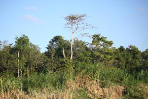 bright, Brunei, day, eye level view, forest, summer, sunny, tropical