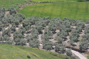 aerial view, Andalucia, day, field, grass, Ronda, Spain, summer, sunny, tree