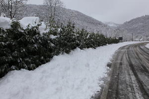 ambient light, bush, day, diffuse, diffused light, eye level view, Italia , morning, natural light, overcast, plant, road, snow, Veneto, winter