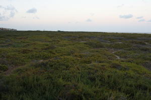 afternoon, Canarias, day, diffuse, diffused light, eye level view, heath, Las Palmas, natural light, Spain, spring