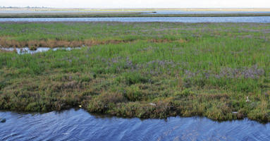 canal, day, diffuse, diffused light, eye level view, grass, Italia , natural light, summer, vegetation, Veneto, Venice