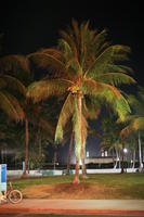 artificial lighting, eye level view, Florida, Miami, night, palm, The United States, tropical, vegetation, winter