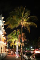 artificial lighting, car, eye level view, Florida, Miami, night, palm, street, The United States, tropical, vegetation, winter