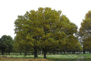 afternoon, autumn, cloudy, day, deciduous, England, eye level view, park, The United Kingdom, tree, vegetation, Wimbledon