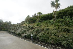 autumn, bush, day, diffuse, diffused light, Eden Project, England, eye level view, garden, palm, path, shrub, The United Kingdom