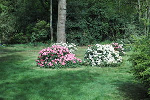 bush, day, England, eye level view, flower, garden, natural light, park, The United Kingdom, Woking