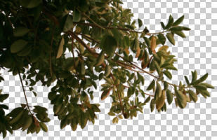 below, branch, broad-leaf tree, broad-leaved tree, cutout, cutout trees, day, diffuse, diffused light, dusk, ficus