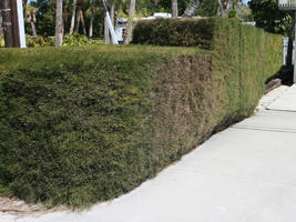 balcony, day, drive, eye level view, Florida, garage, hedge, palm, Sarasota, sunny, sunshine, The United States, winter