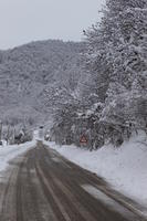 ambient light, day, diffuse, diffused light, eye level view, Italia , morning, natural light, overcast, road, snow, tree, Veneto, winter