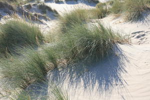 above, beach, Belgium, close-up, day, dunes, grass, summer, sunny