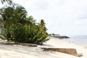 Barbados, beach, bush, coconut palm, Cocos nucifera, day, eye level view, mangrove, palm, seascape, shrub, spring, sunny, tropical