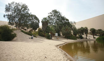 day, desert, direct sunlight, eye level view, Ica, palm, Peru, pond, spring, sunlight, sunny, sunshine, tree, vegetation