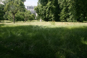 broad-leaf tree, broad-leaved tree, day, England, eye level view, grass, London, park, shady, summer, sunny, The United Kingdom, tree