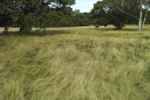 autumn, bright, day, England, eye level view, field, grass, London, park, The United Kingdom, vegetation