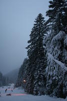 artificial lighting, Bulgaria, day, eye level view, mountain, overcast, pine, slope, snow, tree, vegetation, winter