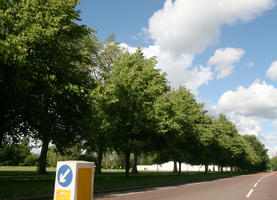 broad-leaf tree, broad-leaved tree, day, England, eye level view, London, street, summer, sunny, The United Kingdom, treeline