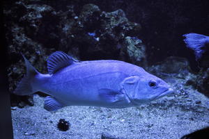 aquarium, artificial lighting, backlit, close-up, fish, Monaco, Monte Carlo, Monte-Carlo, museum, orthogonal