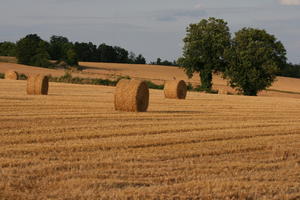 Bourgogne, crop, day, Dijon, eye level view, field, France, haystack, natural light, tree, woodland