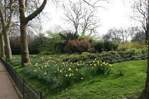 bush, day, England, eye level view, flower, greenery, London, park, spring, The United Kingdom, tree