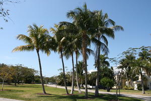 coconut palm, Cocos nucifera, day, evergreen, eye level view, Florida, Miami, palm, park, summer, sunny, The United States