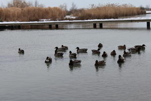 bird, day, ducks, eye level view, France, lake, natural light, overcast, reed, winter