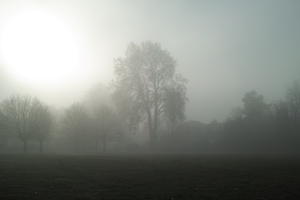 deciduous, England, eye level view, fog, grass, London, natural light, overcast, park, The United Kingdom, tree, winter