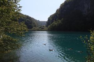 animal, Croatia, day, ducks, eye level view, Karlovacka, lake, tree, vegetation