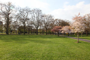 blooming, blossom, day, deciduous, England, eye level view, London, park, spring, sunny, The United Kingdom, tree