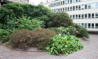 bush, day, diffuse, diffused light, England, eye level view, garden, London, shrub, shrubbery, summer, The United Kingdom