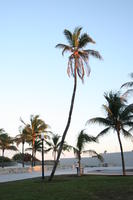 dusk, eye level view, Florida, Miami, palm, The United States, vegetation, winter